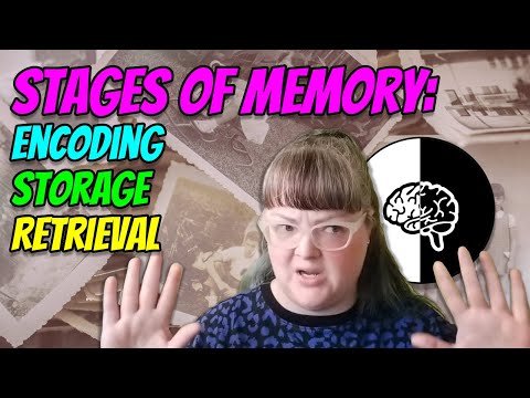 What are the stages of memory processing?