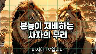 동물의 본능 사자 편, -,마자애TV,