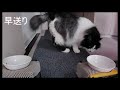 猫の飼い方　保健所と動物愛護センター