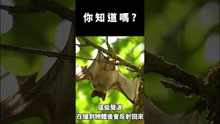 你知道嗎?關於蝙蝠