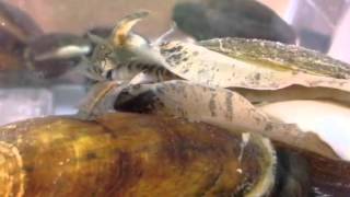 Two Missouri mussels considered for endangered species list