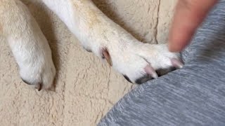 【柴犬 もみさん】無意識に拒否！？　#shorts　 Shiba Inu Momisan