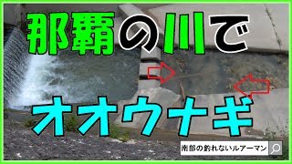 那覇市の住宅街を流れる川でオオウナギ発見！