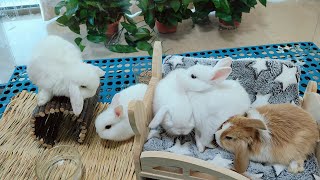 rabbit可爱兔子cute rabbit, lovely pets, lovely puppy, 귀여운 토끼,かわいいウサギ, lapin mignon,söt kanin