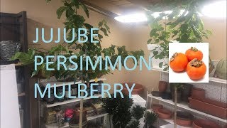 JUJUBES, MULBERRIES, AND PERSIMMONS | LIVESTREAM