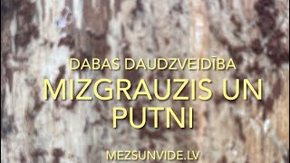 Egļu mizgrauzis un putni