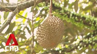Malaysian farmers look to technology to help boost output of durians