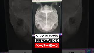 大阪 爬虫類病院 ヘルマンリクガメ 飼育方法による病気 代謝性骨疾患 #shorts