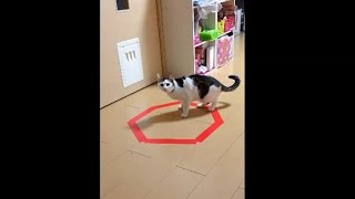 【CAT IN CIRCLE】  | 猫転送装置を作ってみた | 【猫ホイホイ？】