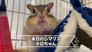 本日のシマリス チロちゃん　Today's Chipmunk Chiro-chan