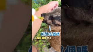 【新型除草工具】買了隻小羊回來除草？喝了鮮奶還罷工 #Shorts @funny_videos