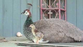 Baby Peacocks on Day One of Life!