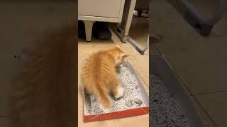 子猫のおしっこが愛おしい #shorts ＃子猫＃かわいい