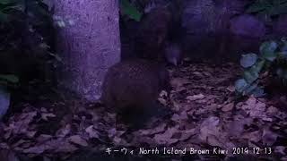 ニュージーランドの国鳥　”キーウィ”（New Zealand National bird \