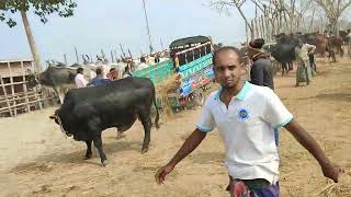 cow unloading, cow videos, cow video, big cow, goru hamba cow, #cow_videos #cow Ep 04