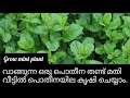 നമ്മുടെ അടുക്കളയിൽ പൊതീന തൈ  എങ്ങനെ നട്ടുപിടിപ്പിക്കാം