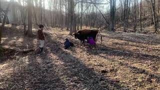 母牛ガーリーの子牛フィビー林の中で生まれていました〜！Mother cow Gurley's calf Phoebe was born in the  forest ~!