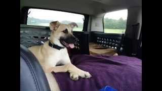 Black Mouth Cur Rescue - The breed is amazing - smart, sweet & CUTE!