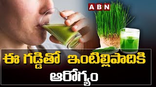 ఈ గడ్డితో ఇంటిల్లిపాదికి ఆరోగ్యం | ABN Hits