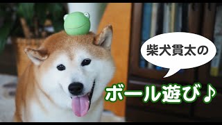 柴犬貫太のふにゃふにゃボール遊び♪