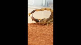 Top Deadliest Scorpions in the World! 🦂☠️ | Most Venomous Scorpions #shorts