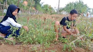 Panen Buah Ciplukan atau Golden Berry - Gratis di desa tapi mahal di kota || Rahman Azzah