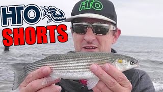 Light Tackle Golden Grey Mullet Fishing with Bread