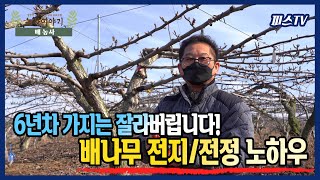 신고배 6년차가지는 다 잘라버립니다! 배나무 가지치기,전지,전정 방법공유! ㅣ피스tv