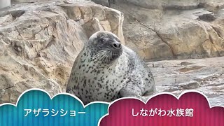 アザラシショー【しながわ水族館】ゆる〜い ゴマフアザラシの かわいい のんびりショー！ ゴマちゃん 2022.6.23 品川【水族館・動物園の生き物動画】Japan Tokyo