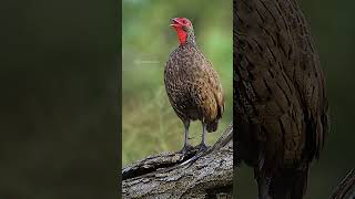 Swainson's Spurfowl shouting #nature #wildlife #park #shouting #bird #spurfowl #swainson HA62329