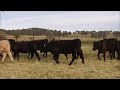 trewalla partnership angus u0026 angus x heifers