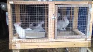 Rabbit Barn
