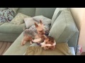 corgi vs. yorkie