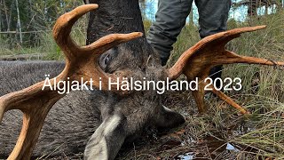 Älgjakt i Hälsingland 2023