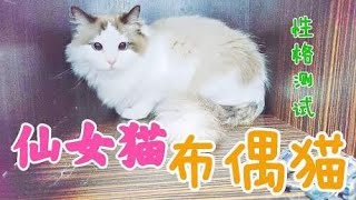 小仙女布偶猫都说是最乖的猫，铲屎官洋哥今天测试，果然与众不同