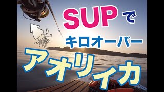 玄界灘サップSUPでエギングやってみたら㎏サイズのアオリイカが釣れた【初心者】