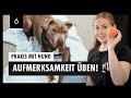 Aufmerksamkeit Und Umorientierung Im HUNDETRAINING | Erste Praxisübung Mit Hund – Tag 6