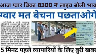 ग्वार का ताजा भाव, 19 फरवरी 2025 आज ग्वार में कितनी आई तेजी देखें भाव| gwar ka bhav,guar seed price