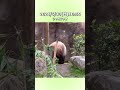 【2024 6 30 日 🌱レイレイ＆シャオシャオ🐼🐼】〜上野動物園〜