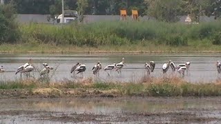 ดูนก Birding ดูนกทุ่งนาลาดกระบัง ดูนกหลังเคหะร่มเกล้า ลาดกระบัง