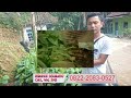 Call 0822-2083-0527 (Tsel) Jual Bibit Pisang Ambon Lumut, Jual Bibit Pisang Ambon Jawa Tengah,