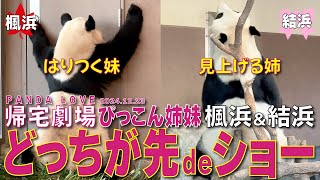 【楓浜🆚結浜】定時⏰️帰宅争奪戦🐼PANDA LOVE名物どっちの帰宅でSHOW