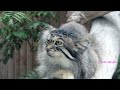 やっぱり凛々しい　貫禄のマヌルネコ　dignified and dignified manul cat