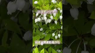 下向きに咲く花の蜜は何故こぼれない？ー4月のガーデンレポートミニ#ガーデニング#植物#昆虫#nature