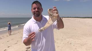 Ocean Habitat & The Plankton Net