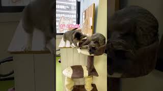 お姉ちゃん猫に挑む子猫|場所取り合戦💥#shorts #catcafe #ねこのいる生活