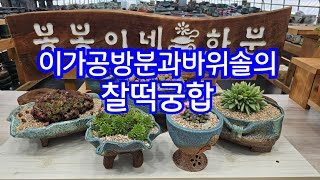 7월21일 #봉봉이네화분 #수제공방분#다육화분#바위솔에 빠졌어요