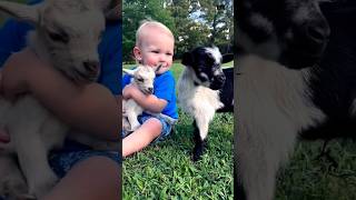 Cute baby 👶 with 🐐 funny shorts #shorts #viral #funny