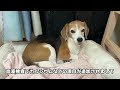 【ご報告】最後の手術と謎の震えの原因。【beagle dog】