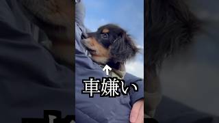 車嫌いな犬を車に近づけたら動かなくなった！